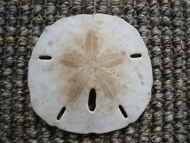 Sand dollar