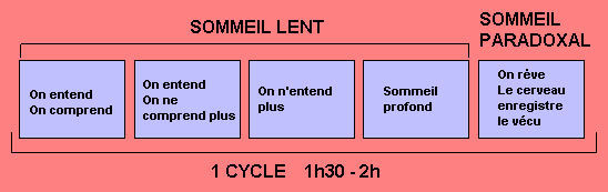 Les Cycles du Sommeil