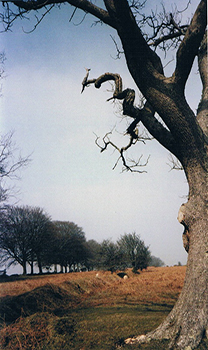 Tree-22