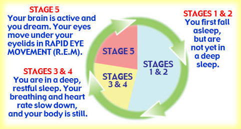 Sleep Cycles