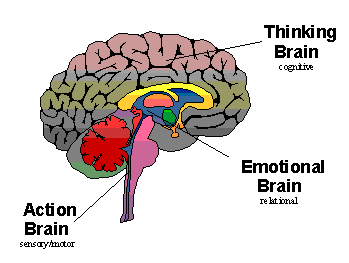 3 Brains : Vertebrate, Mammal and Human cortex