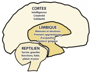 3 Cerveaux : Cortex, Limbique et Reptilien